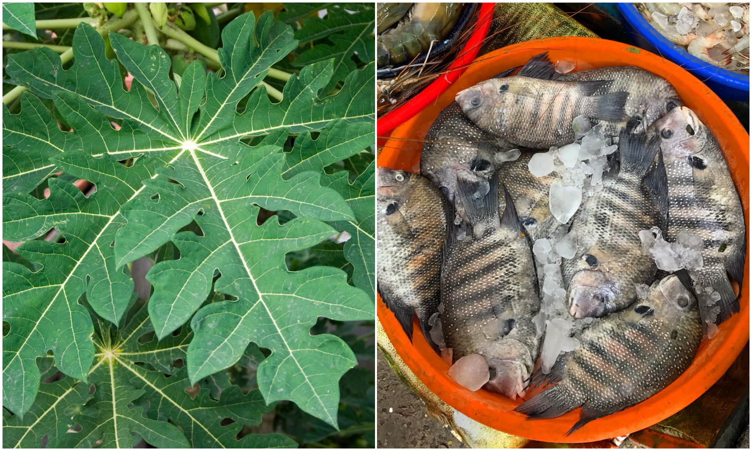 cFish Cleaning Using Papaya Leaf