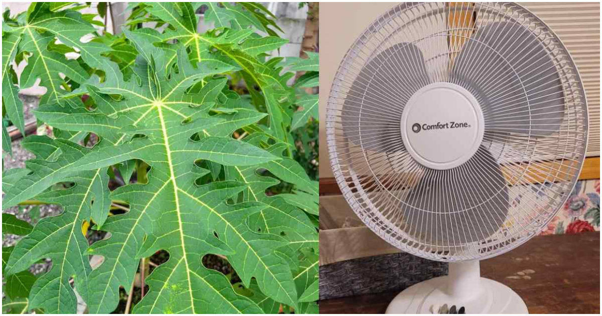 Easy Tip For Room Cooling Using Papaya Leaf