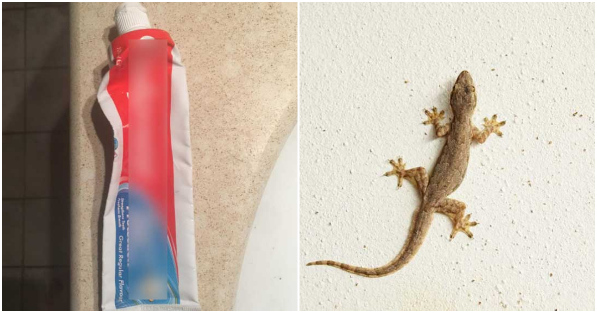 Toothpaste For Get Rid Of Lizards From Home