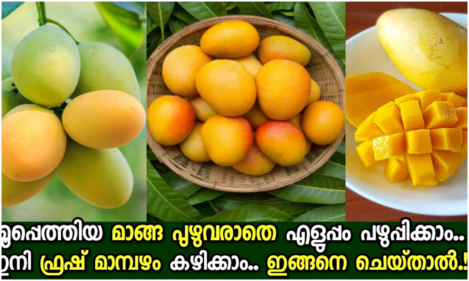 Get Rid Of Insects From Mango