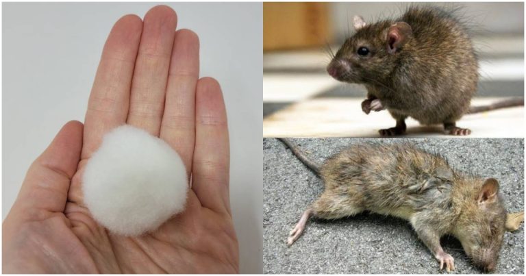 Tips For Using Cotton Get Rid Of Rats