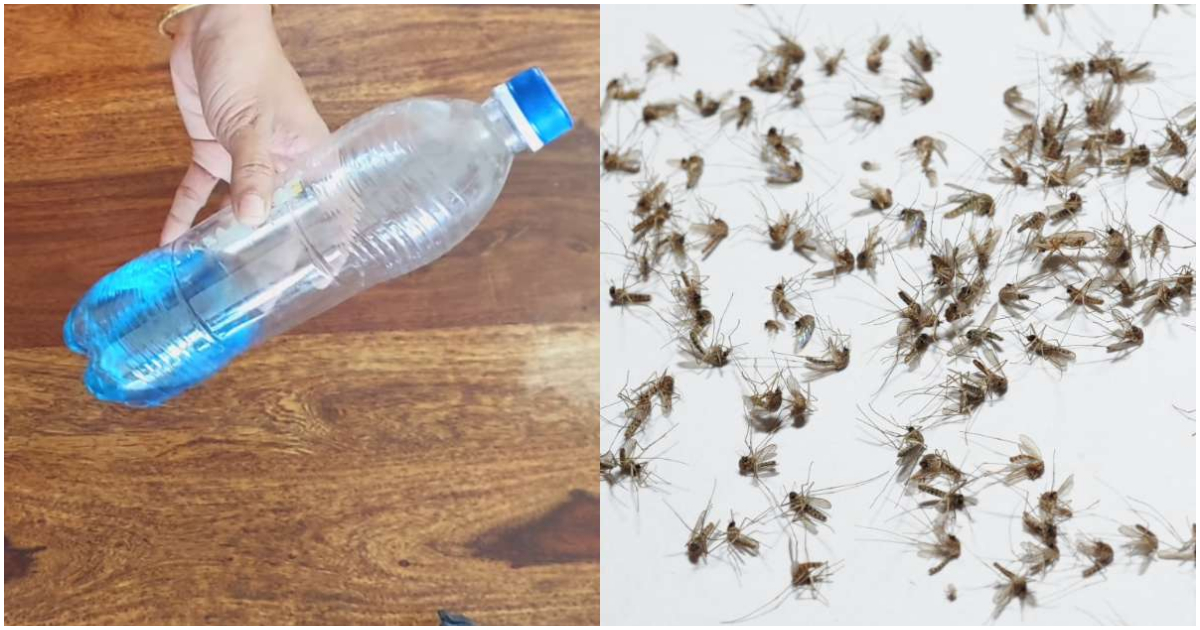 Tips For Get Rid Of Mosquitos And Other Insects