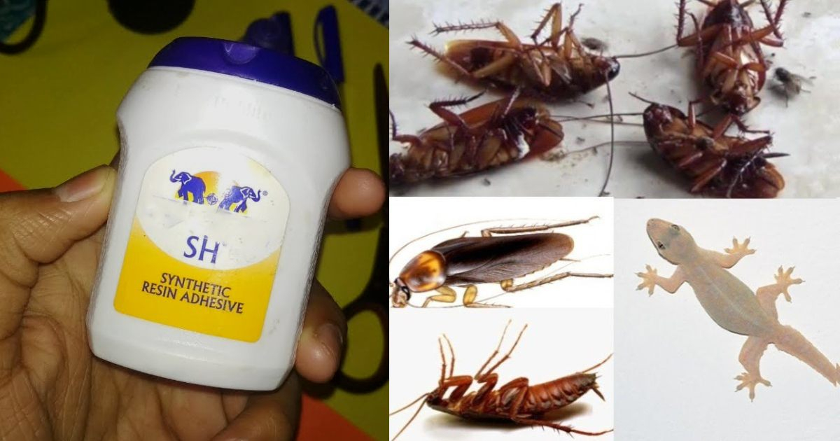 Get Rid Of Insects And Lizards Using Fevicol