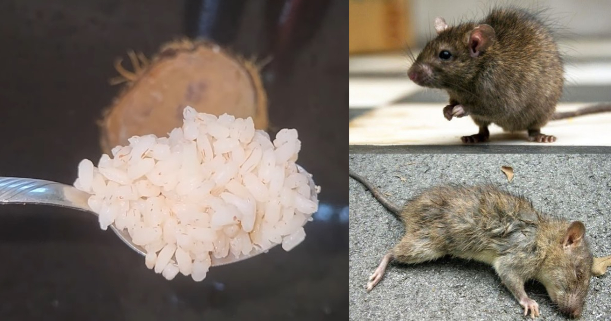 Tips For Get Rid Of Rats Using Rice