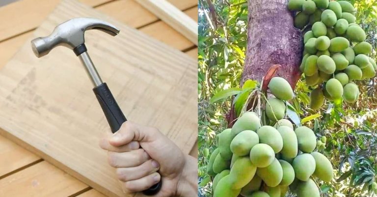 Hammer For Mango Cultivation