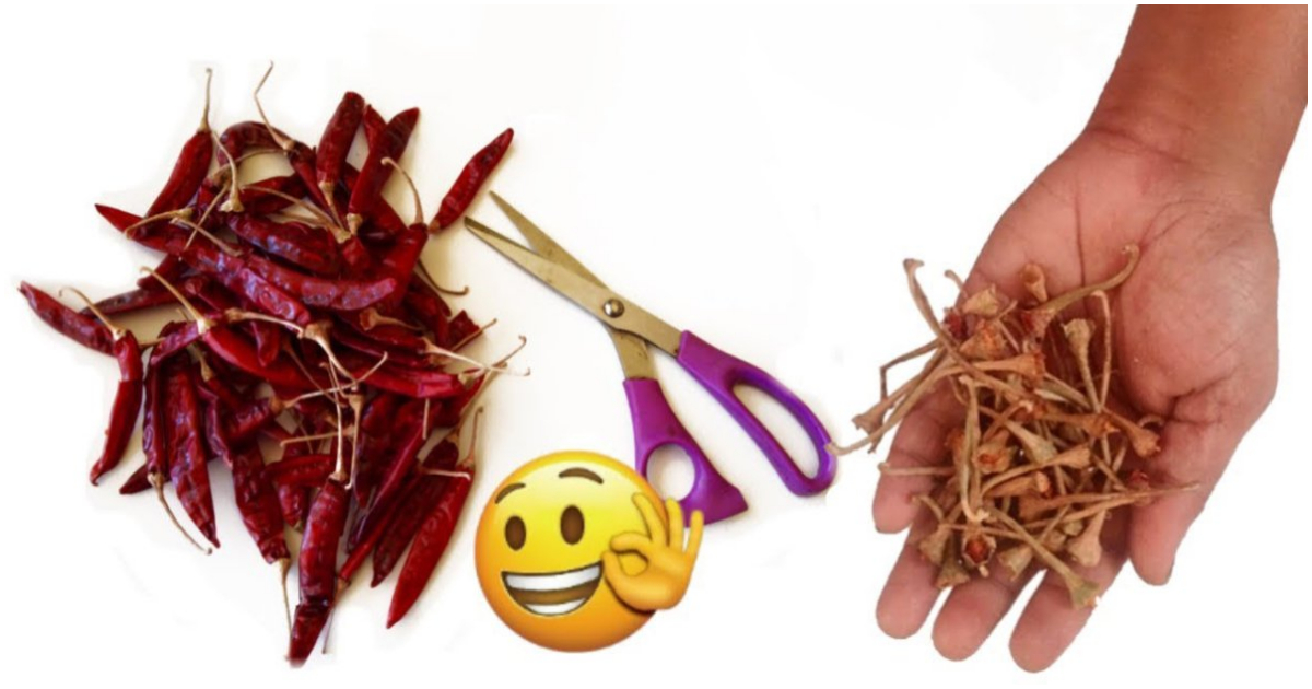 Red Chilly Stem Reuse Ideas