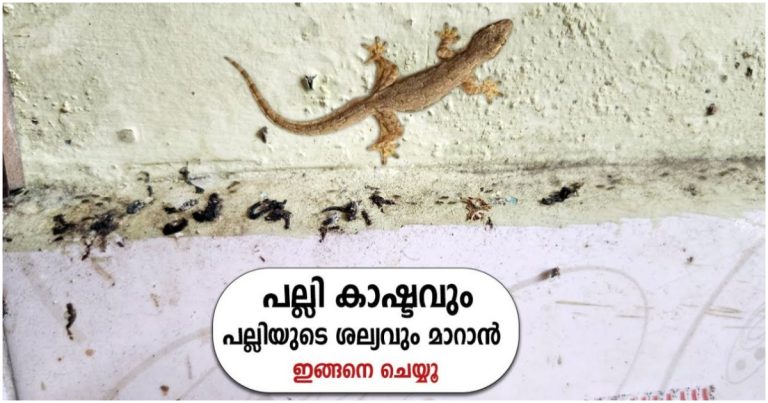 Get Rid Of Lizards