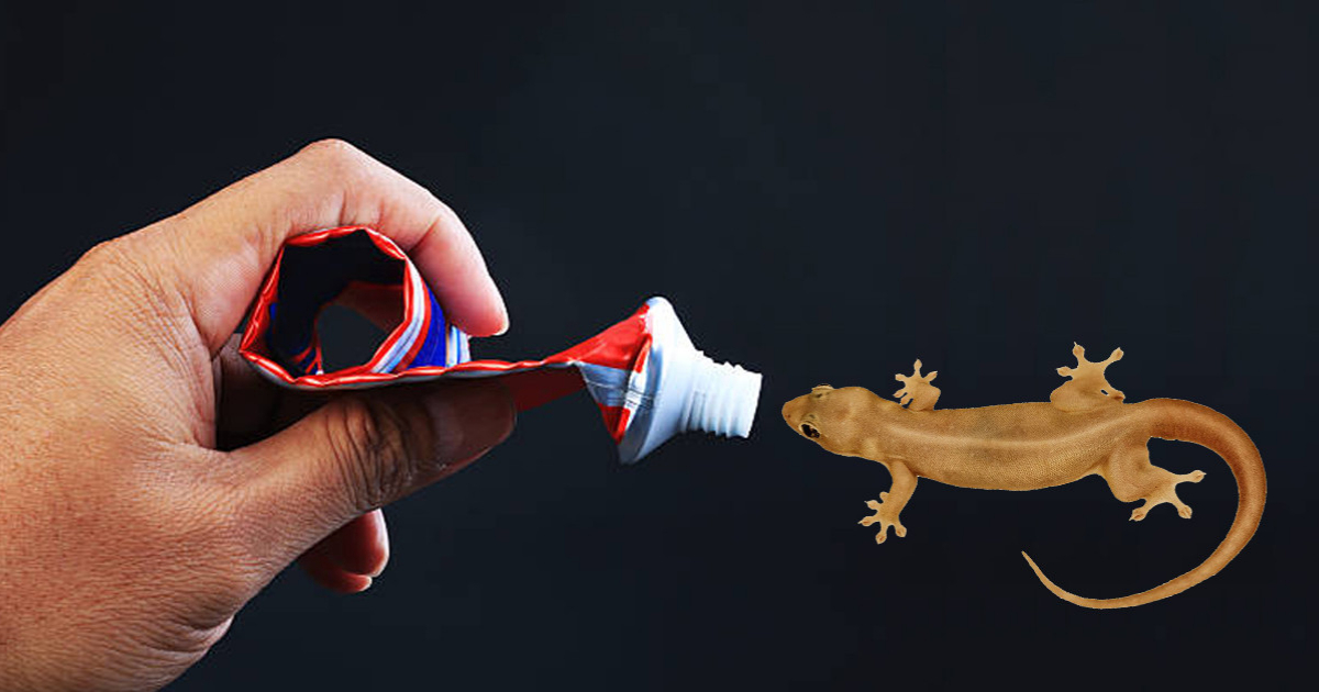 Get Rid Of Lizards From House Using Tooth Paste