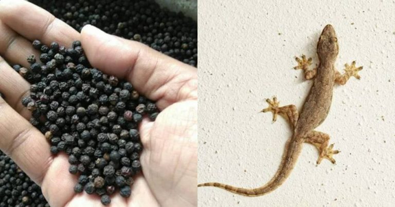 Get Rid Of Lizards Using kurumulaku