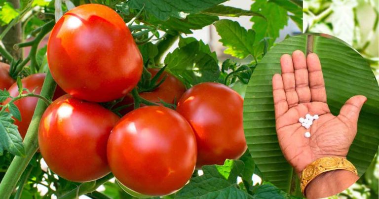 Tablets For Tomato Cultivation