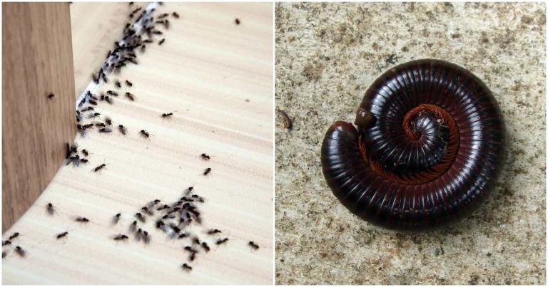 Get Rid Of Insects From Home Using Vinegar