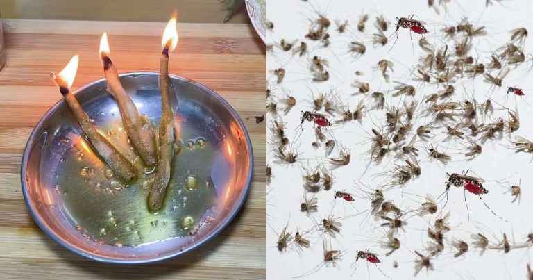 Get Rid Of Mosquitoes From Home