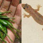 Chilli Hack For Get Rid Of Lizards