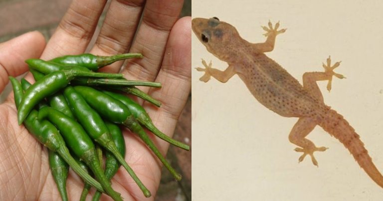 Chilli Hack For Get Rid Of Lizards